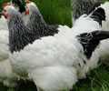 Click to open our Light Sussex Chickens gallery