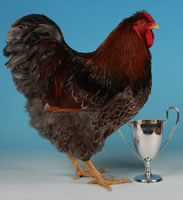 Latest poultry competition news and articles